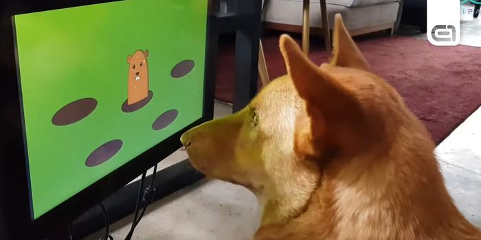 Gaming - Kutyáknak készítenek videójátékot egy kutatás érdekében