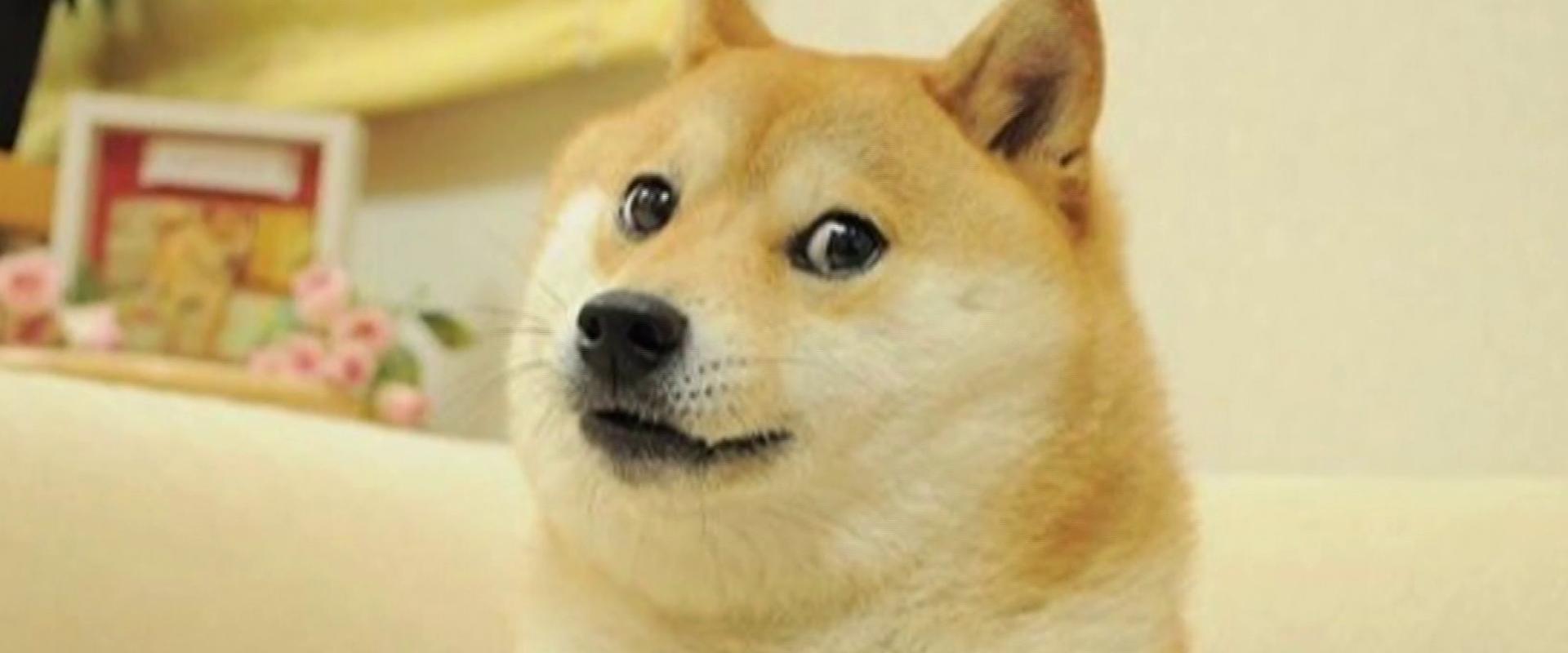 Elhunyt Kabosu, a doge memet ihlető kutya