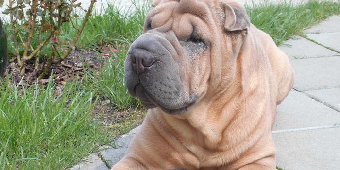 Üzlet - Hogyan őrizd meg shar pei kutyád egészségét?