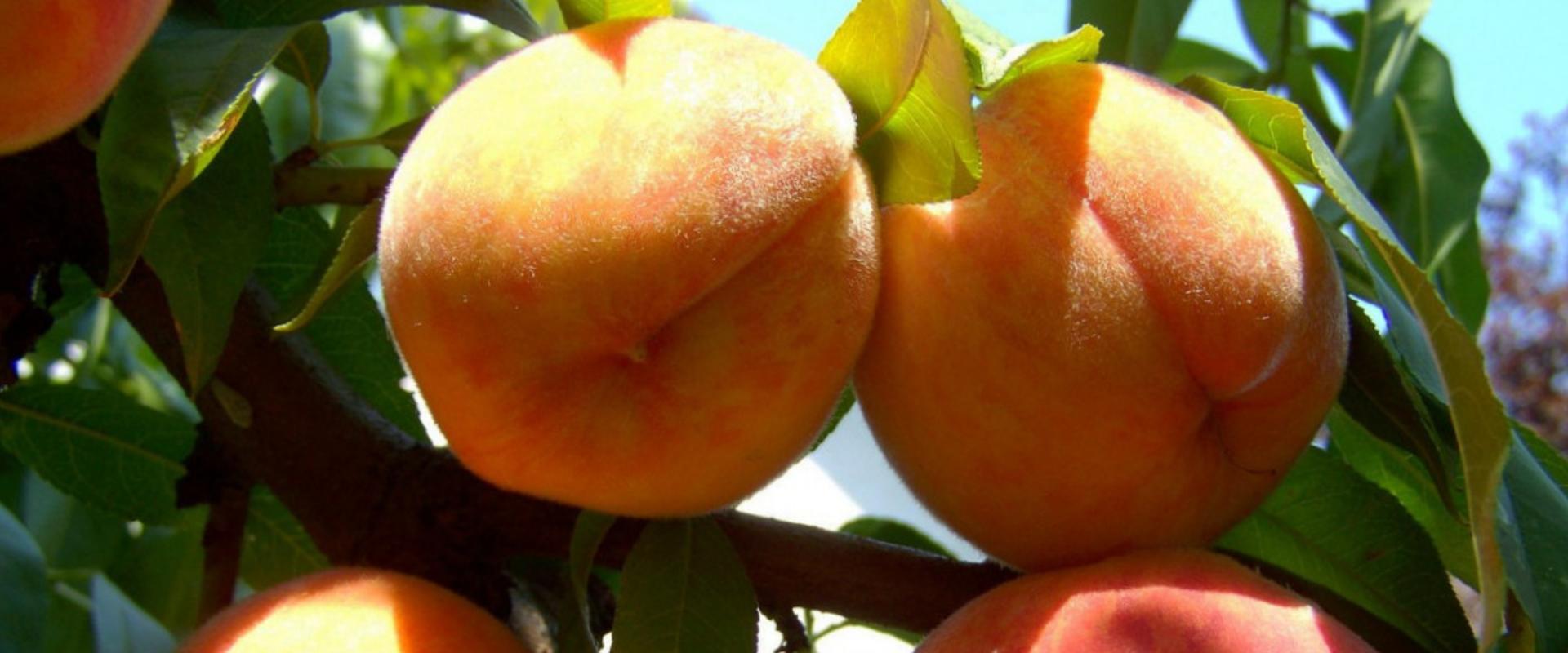 A nyár közkedvelt gyümölcse az őszibarack