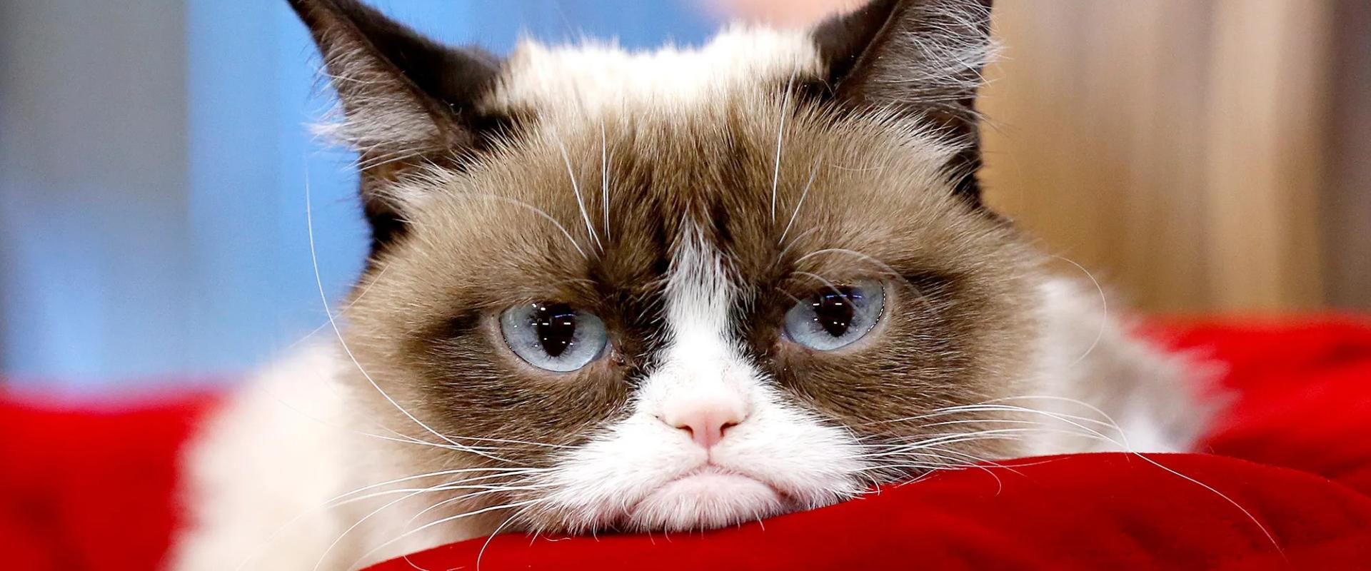 Grumpy Cat a Fantasztikus Négyesben? Dehogyis, csak kiszúrták Thinget a forgatáson!