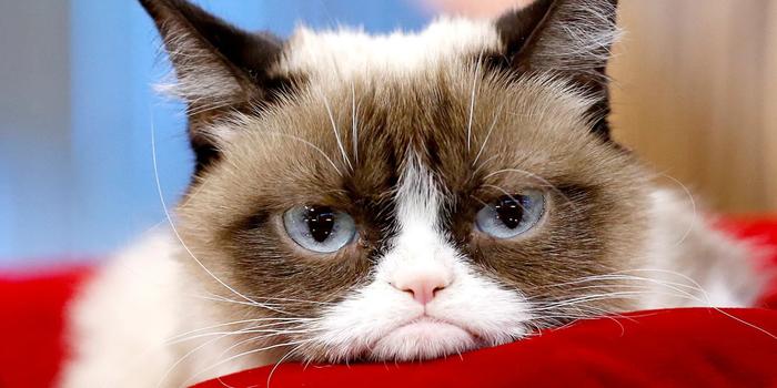 Film és Sorozat - Grumpy Cat a Fantasztikus Négyesben? Dehogyis, csak kiszúrták Thinget a forgatáson!