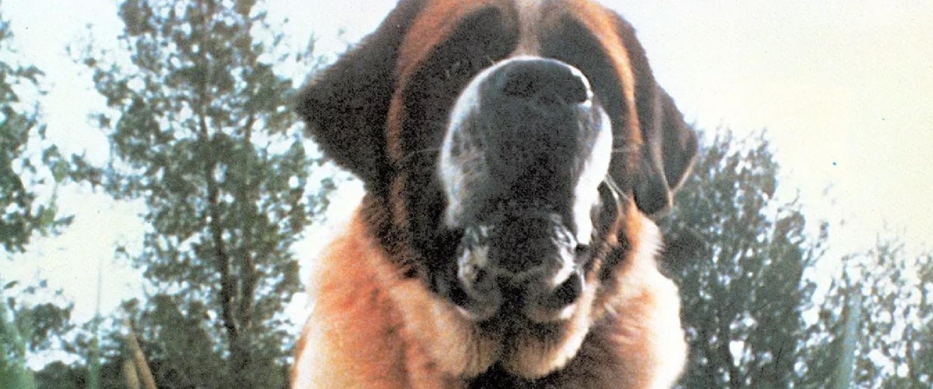 A netflixes Cujo lehet a világ egyik legnyomasztóbb filmje, ha tényleg ez a direktor rendezi