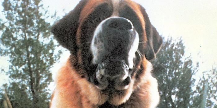 Film és Sorozat - A netflixes Cujo lehet a világ egyik legnyomasztóbb filmje, ha tényleg ez a direktor rendezi