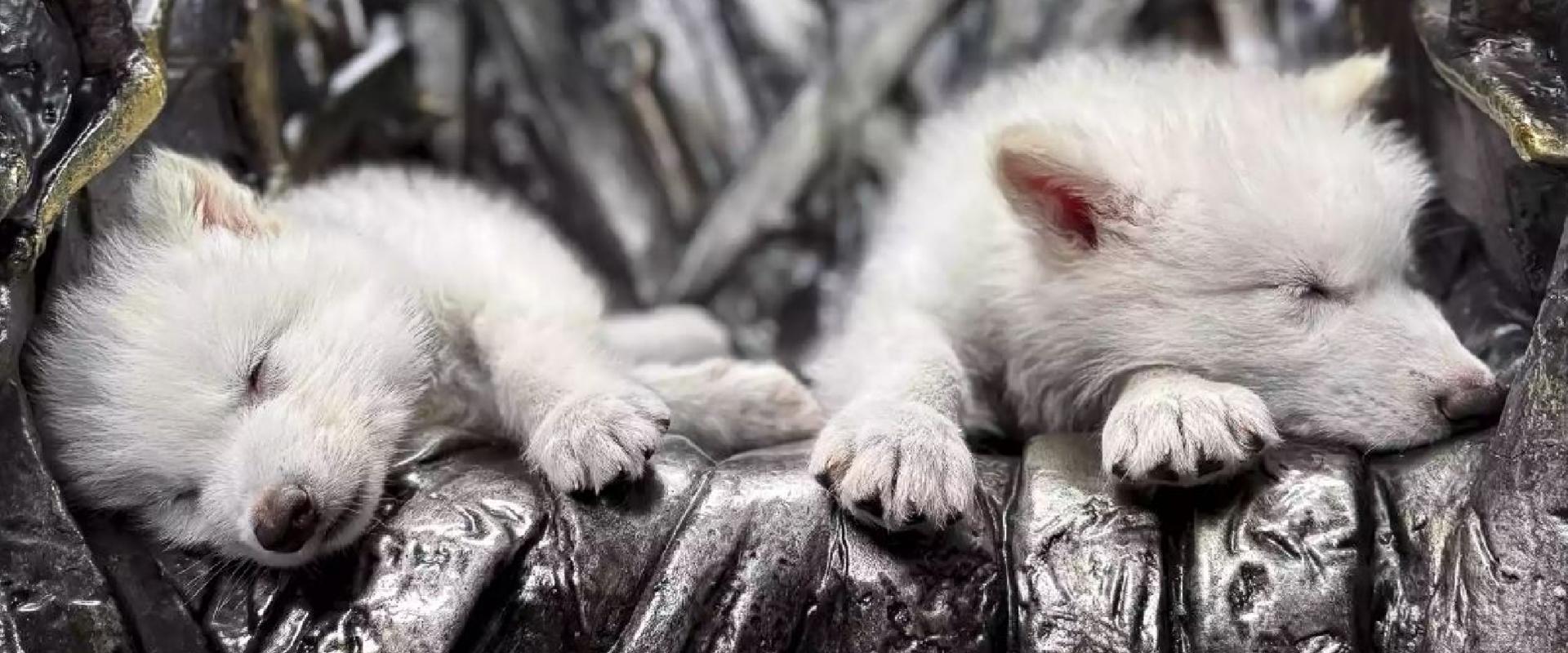 Jon Snow kedveli ezt: kihalt farkasfajt hoztak vissza génszerkesztéssel