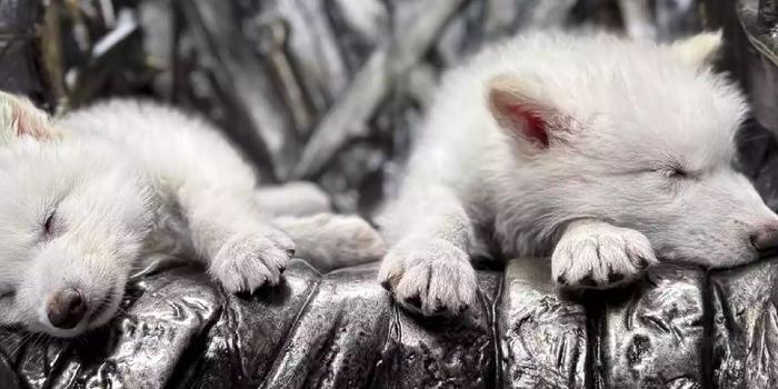 John Snow kedveli ezt: kihalt farkasfajt hoztak vissza génszerkesztéssel kép