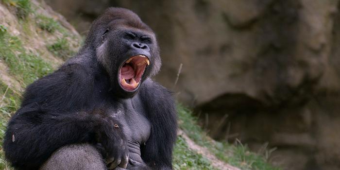 Gaming - 100 férfi letudna győzni egy gorillát? MrBeast letesztelné