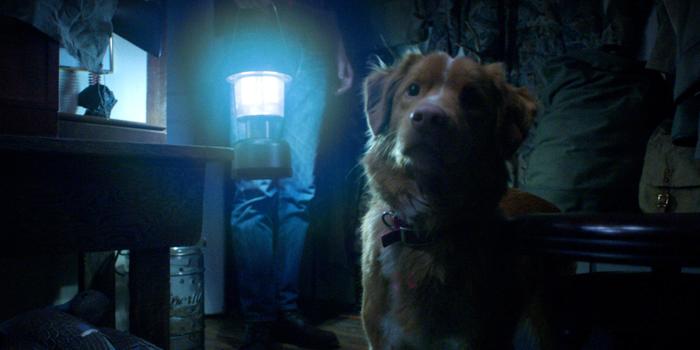 Film és Sorozat - A Good Boy előzetesében egy halottlátó kutya száll szembe egy gonosz szellemmel