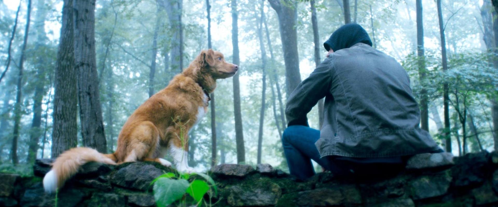Good Boy előzetes: egy világ kíváncsi rá, hogy a kutya túléli-e
