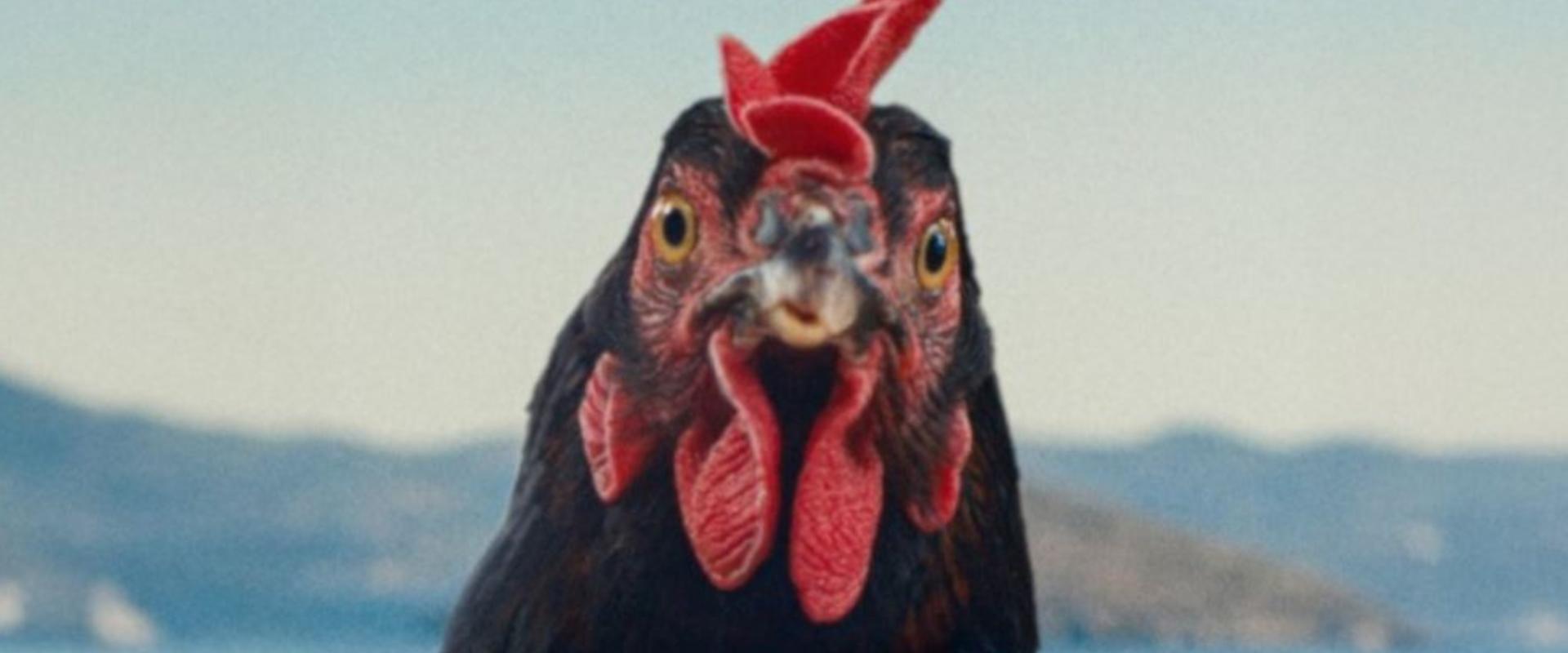 Előzetest kapott a Taxidermia rendezőjének új filmje, aminek a főszereplője: egy tyúk