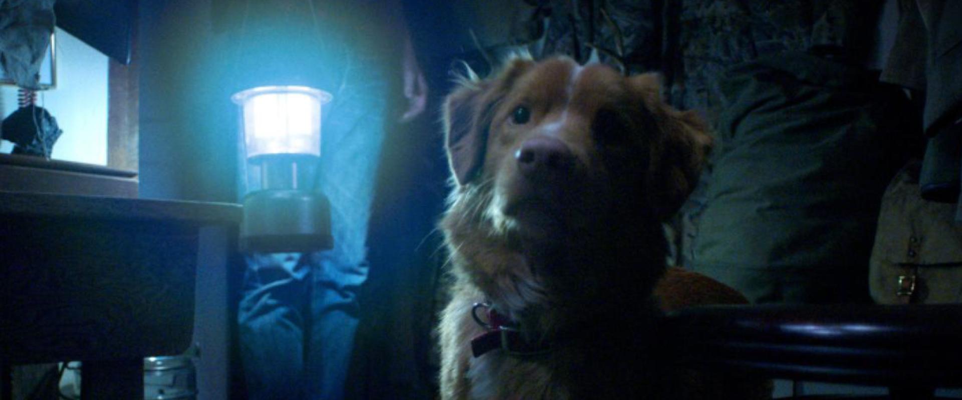 Oscar-díjat az állatoknak! A Good Boy kutyaszínésze levélben „fordult