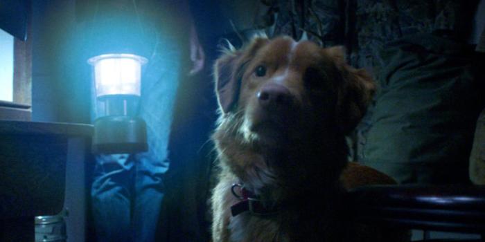 Film és Sorozat - Oscar-díjat az állatoknak! A Good Boy kutyaszínésze levélben „fordult