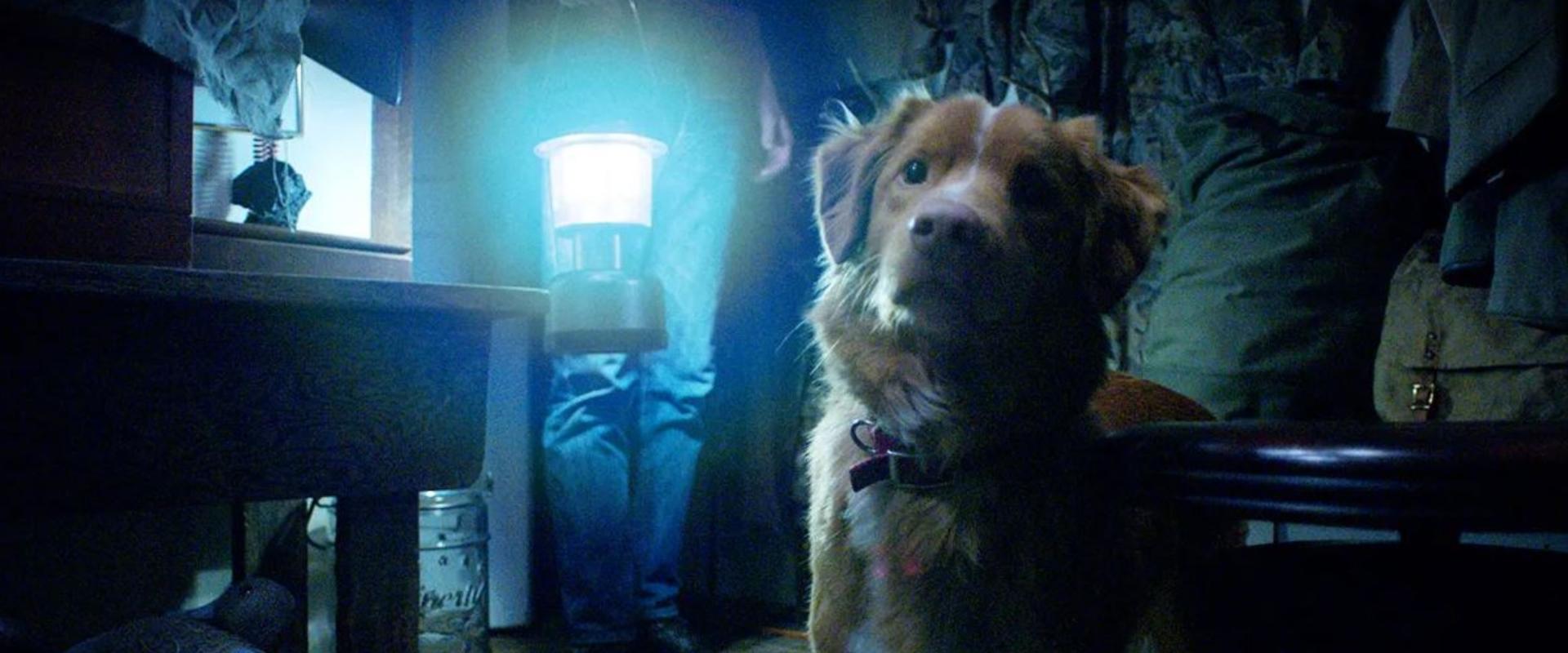 A magyar mozikat sem kerüli el az év legkülönlegesebb horrorja: egy kutyás film