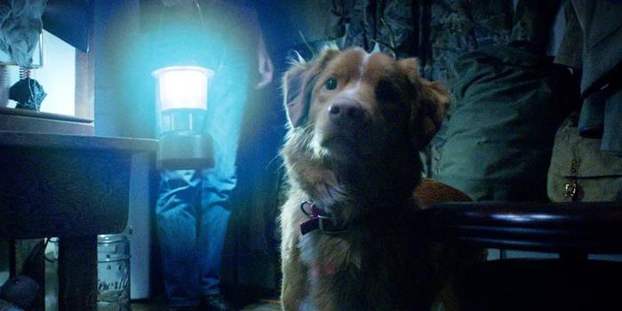 Film és Sorozat - A magyar mozikat sem kerüli el az év legkülönlegesebb horrorja: egy kutyás film