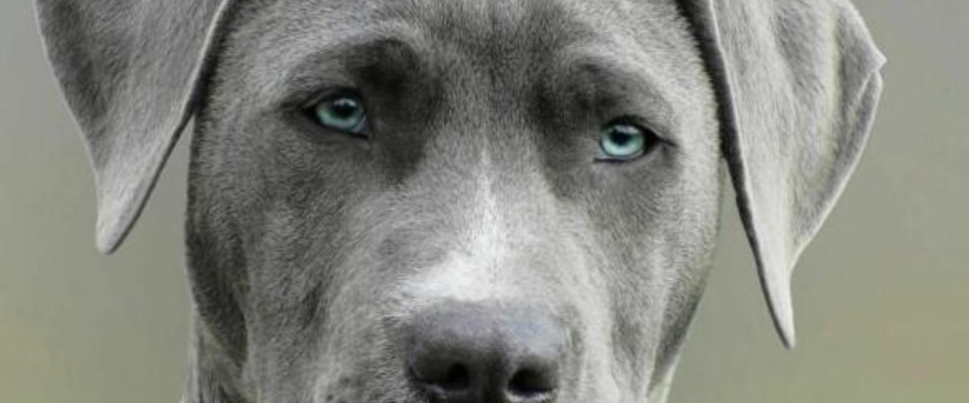 Az egészséges élet titka kutyáknál