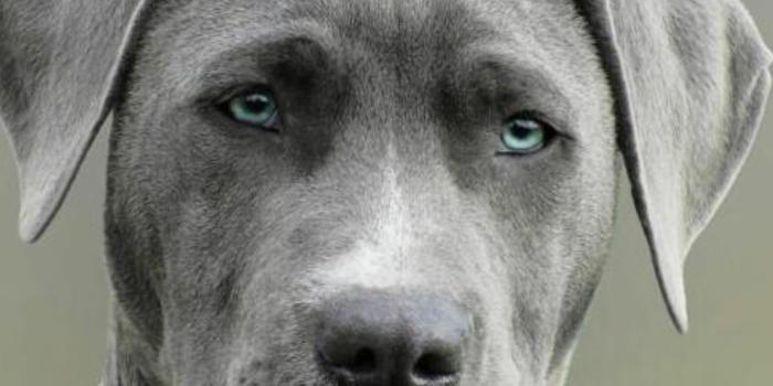 Üzlet - Az egészséges élet titka kutyáknál