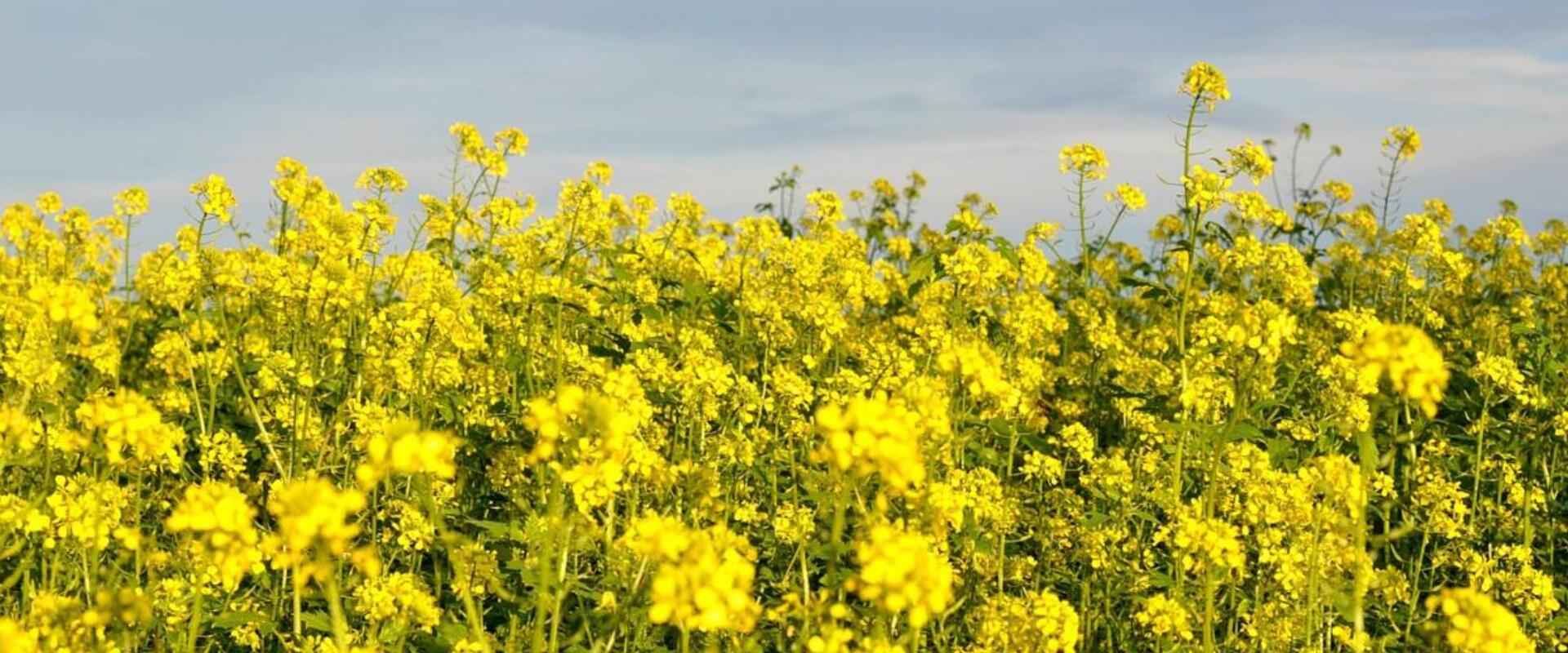 Olajnövények és hatásaik a mezőgazdaságra