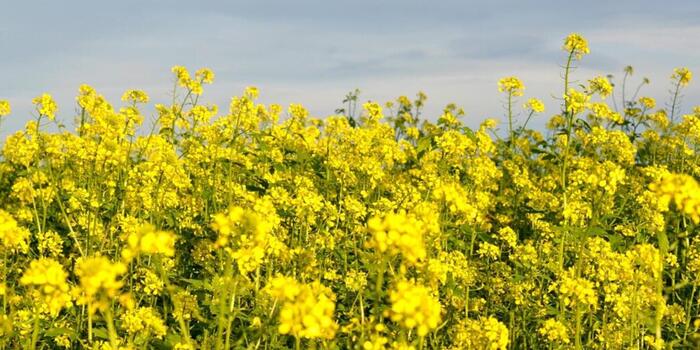 Üzlet - Olajnövények és hatásaik a mezőgazdaságra