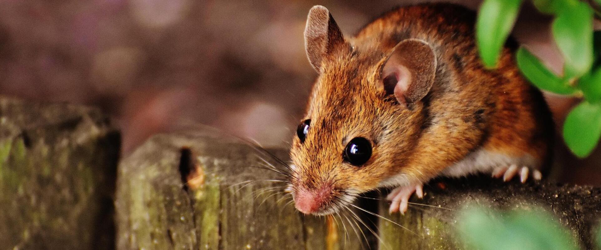 Környezetbarát és hatékony: új megoldások rágcsálók ellen