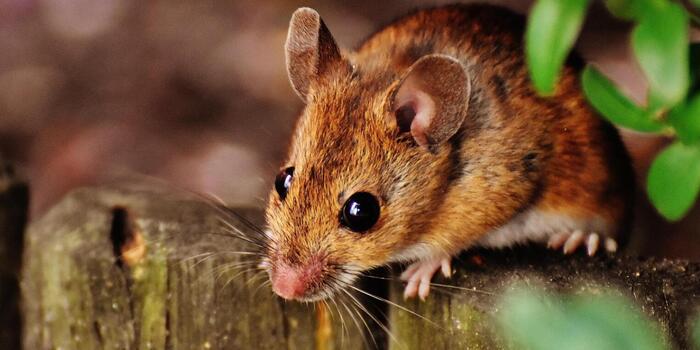 Üzlet - Környezetbarát és hatékony: új megoldások rágcsálók ellen