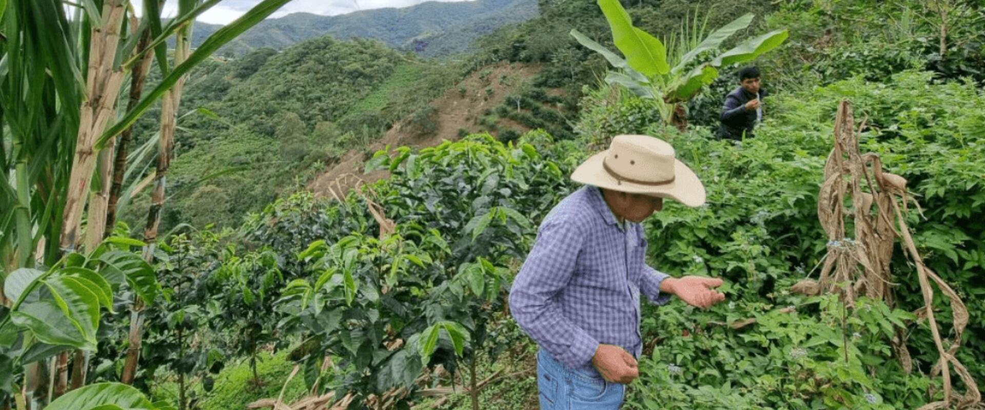 A perui kávé titka: hosszú út a csúcsra