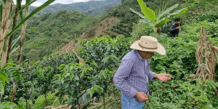 Üzlet - A perui kávé titka: hosszú út a csúcsra